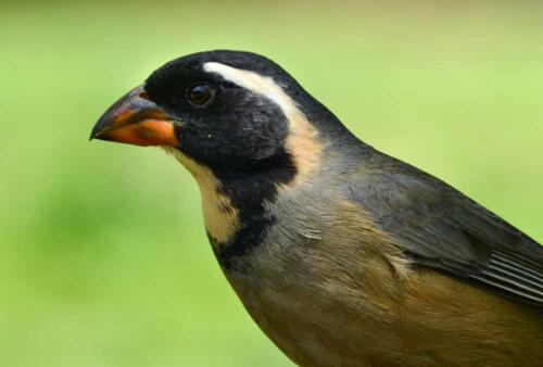 pepitero de collar, saltator aurantirostris