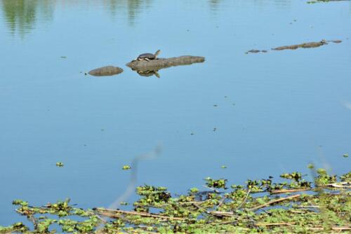 Humedales, tortuga